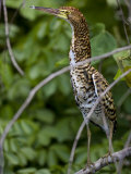 Bird Perched on a Tree Branch Amid Lush Foliage Photographic Print by Mattias Klum