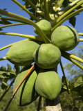 Papayas on a Tree in the Moinho Micro-Watershed Photographic Print by Scott Warren