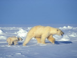 Polar Bear and Her Cubs Search for Food on the Sea Ice Photographie par Paul Nicklen