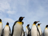 Group of King Penguins under a Cloudy Sky Photographie par Paul Nicklen
