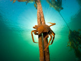 Northern Kelp Crab, Pugettia Producta, Clinging to a Kelp Stalk Photographie par Paul Nicklen