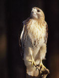 Portrait of a Rehabilitated Captive Red-Tail Hawk Photographic Print by Paul Sutherland