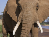 Bull Elephant in Samburu National Reserve Photographic Print by Michael Nichols