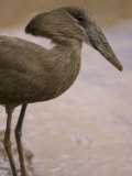Hammerkop Bird in Samburu National Reserve Photographic Print by Michael Nichols