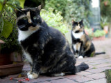 Colorful Pair of Calico Cats on the Brick Sidewalk Photographic Print by Stephen St. John