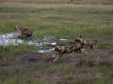 Wild Cape Hunting Dogs Chasing Spotted Hyena in Flooded Grassland Photographie par Roy Toft