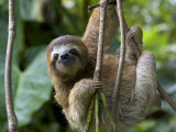 Young Brown-Throated Three-Toed Sloth Hanging from a Branch Photographic Print by Roy Toft
