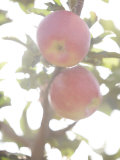 Apple Trees on a Hot Autumn Afternoon Photographic Print by Taylor S. Kennedy Apple Trees on a Hot Autumn Afternoon Photographic Print by Taylor S. Kennedy