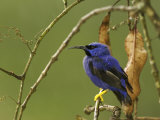 Male Purple Honeycreeper Perched on a Branch Photographic Print by Tim Laman