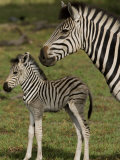Adult and Juvenile Burchell's or Common Zebra Photographie par Beverly Joubert