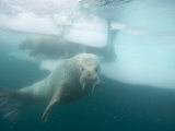 Female Atlantic Walrus Swimming Near an Ice Floe with 2 Walruses on It Photographie par Paul Nicklen