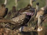 Group of White Backed Vultures in Samburu National Park Photographic Print by Michael Nichols