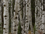 Detail of the Trunks of a Stand of Aspen Trees Photographie par William Allen