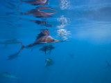 Group Hunting Behavior of Sailfish Photographie par Paul Nicklen