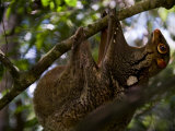 Flying Lemur in Bako National Park Photographic Print by Mattias Klum