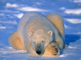 Polar Bear (Ursus Maritimus). Churchill, Manitoba Canada Photographic Print by Nick Norman