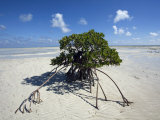 Lone Mangrove Tree on a Sand Spit at Andros Island Photographic Print by Scott Warren