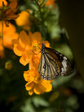 Butterfly Sipping Nectar from a Cosmos Flower Photographic Print by Rebecca Hale