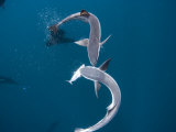 Large Remora Fish Battle over a Sardine Photographie par Paul Nicklen