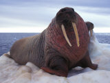 Two Atlantic Walrus Bask on Ice Photographic Print by Nick Norman