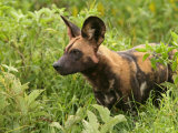 Portrait of a Cape Hunting Dog, Lycaon Pictus, in Vegetation Photographie par Jim And Jamie Dutcher