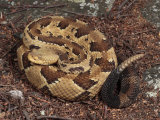 Timber Rattlesnake, Crotalus Horridus, Coiled and Ready to Strike Lámina fotográfica por George Grall Timber Rattlesnake, Crotalus Horridus, Coiled and Ready to Strike Lámina fotográfica por George Grall