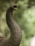 Trunk of an Elephant Photographic Print by Michael Nichols