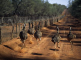 Five Emus Race Along the Dirt Road That Follows the Wire Fence That Stretches 3307 Miles Photographic Print by Medford Taylor
