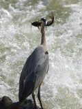 Great Blue Heron Catches a Fish on the Potomac River Photographie par Skip Brown