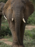 Bull Elephant with Broken Tusks on Borana Ranch Photographic Print by Michael Nichols