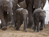 Wet Juvenile Elephants Exiting a River in Samburu National Park Photographic Print by Michael Nichols