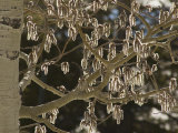 Close Up of Aspen Tree Seed Pods Photographie par William Allen