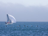 International 14 Skiff Races in San Francisco Bay with Pelicans Photographie par Skip Brown