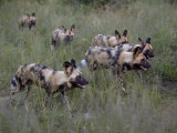 Pack of Wild Cape Hunting Dogs in Tall Grass Photographie par Roy Toft