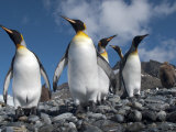 King Penguins in a Coastal Rookery with Mountains in the Distance Fotografie-Druck von Kent Kobersteen