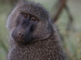 Baboon Eating Palm Nuts Photographic Print by Michael Nichols