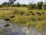 Pack of Wild Cape Hunting Dogs Crossing a Flooded Grassland Photographie par Roy Toft