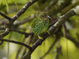 Female Purple Honeycreeper Perched in a Tree Photographic Print by Tim Laman