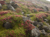 Alpine Bearberies at the Top of Mt. Kurodake Photographic Print by Michael S. Yamashita
