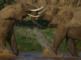Pair of Elephants Playing in a River in Samburu National Reserve Photographic Print by Michael Nichols