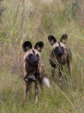 Pair of Wild Cape Hunting Dogs in Tall Grass Photographie par Roy Toft