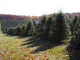 Rows of Pine Trees Await Christmas Buyers Lámina fotográfica por Stephen St. John