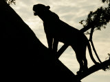 Silouehette of Leopard (Panthera Pardus) in Tree Lámina fotográfica por Beverly Joubert Silouehette of Leopard (Panthera Pardus) in Tree Lámina fotográfica por Beverly Joubert