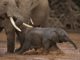 Elephant Group Waits as a Baby Plays in the River During a Crossing Photographic Print by Michael Nichols