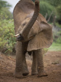 Lost Baby Elephant Calling for its Mother Photographic Print by Michael Nichols