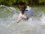 Active Rat Terrier Dog Jumping Out of the Water Looking at the Camera Photographic Print by Karine Aigner