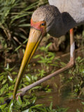 Yellow-Billed Stork Fishing in Samburu National Park Photographic Print by Michael Nichols