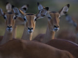 Group of Alert Impalas Photographic Print by Michael Nichols