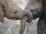 Elephant Calves at Play in Samburu National Park Photographic Print by Michael Nichols