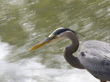 Great Blue Heron Waits by Rushing Water to Catch a Fish Photographie par Skip Brown